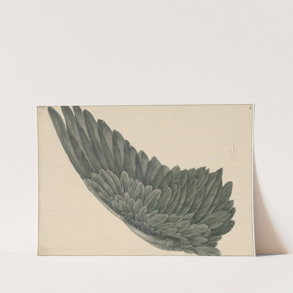 Vogelvlerk (linker-vleugel) ‘ad vivum’ by David Humbert de Superville