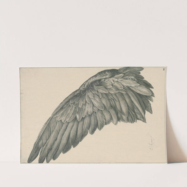 Vogelvlerk (rechter-vleugel) ‘ad vivum’ by David Humbert de Superville