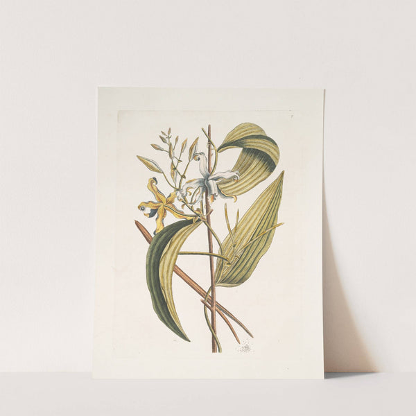 Volubilis siliquosa Mexicana plantagini folio, The Vanelloe. (1754) by Mark Catesby