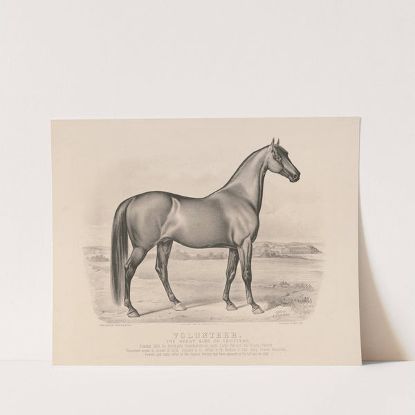 Volunteer; the great sire of trotters (1880) by John Cameron