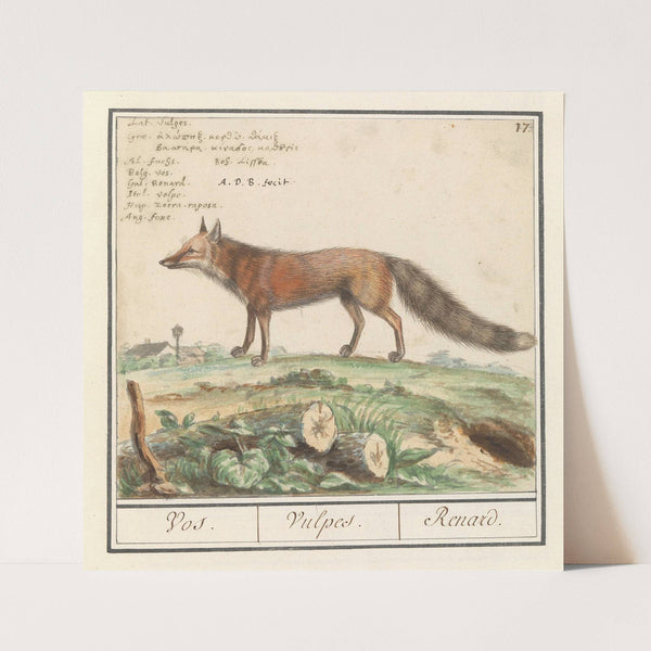 Vos (Vulpes vulpes) Vos. Vulpes. Renard (1596-1610) by Anselmus Boëtius de Boodt