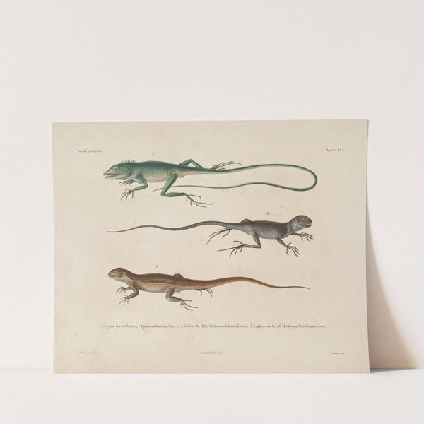 Voyage autour du monde Pl.001 (1825-1830) by Louis-Isidore Duperrey