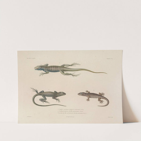 Voyage autour du monde Pl.002 (1825-1830) by Louis-Isidore Duperrey