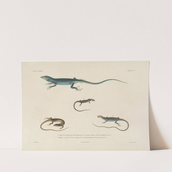 Voyage autour du monde Pl.003 (1825-1830) by Louis-Isidore Duperrey