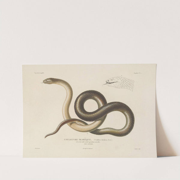 Voyage autour du monde Pl.005 (1825-1830) by Louis-Isidore Duperrey