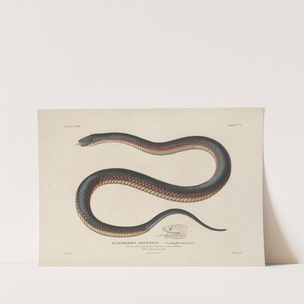 Voyage autour du monde Pl.006 (1825-1830) by Louis-Isidore Duperrey