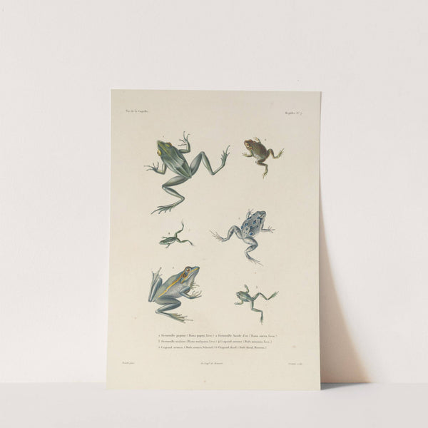 Voyage autour du monde Pl.007 (1825-1830) by Louis-Isidore Duperrey