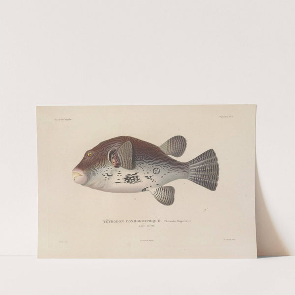 Voyage autour du monde Pl.012 by Louis-Isidore Duperrey