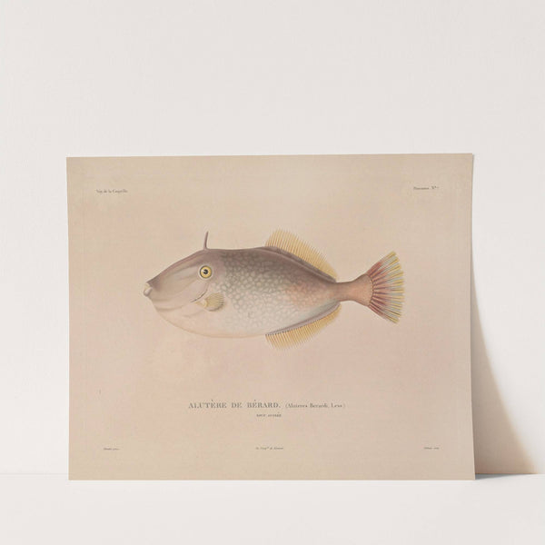 Voyage autour du monde Pl.014 by Louis-Isidore Duperrey