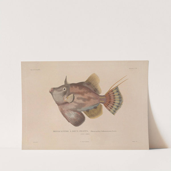 Voyage autour du monde Pl.015 by Louis-Isidore Duperrey