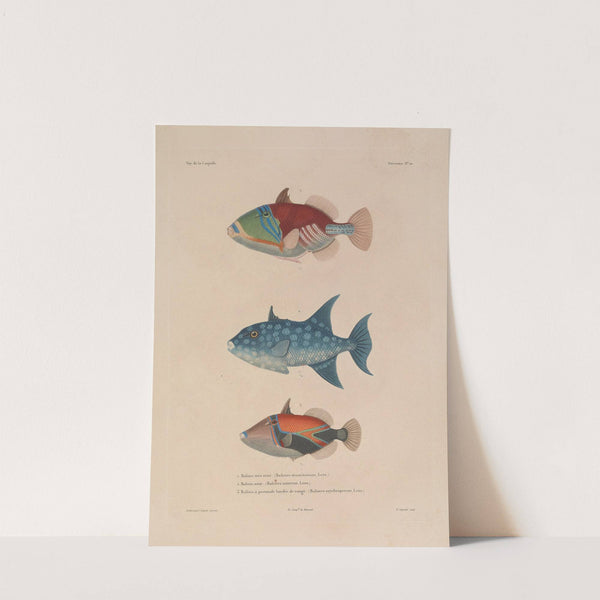 Voyage autour du monde Pl.017 by Louis-Isidore Duperrey