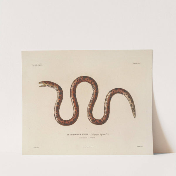 Voyage autour du monde Pl.019 by Louis-Isidore Duperrey