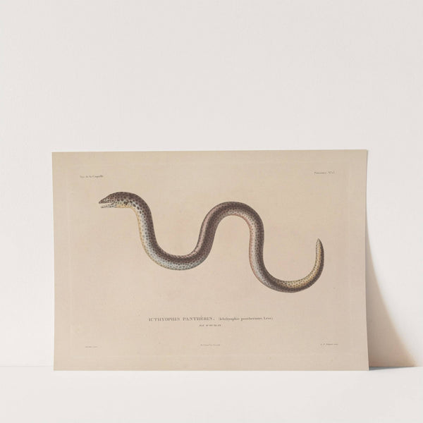 Voyage autour du monde Pl.020 by Louis-Isidore Duperrey