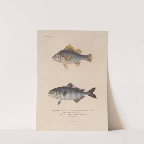 Voyage autour du monde Pl.021 by Louis-Isidore Duperrey