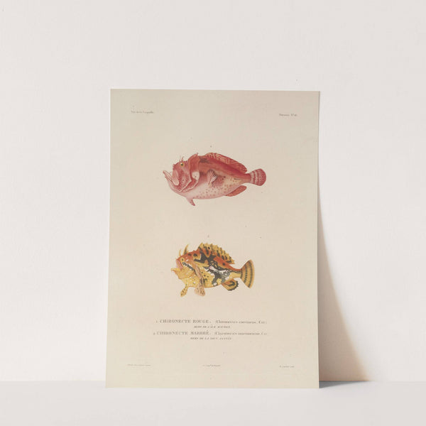 Voyage autour du monde Pl.023 by Louis-Isidore Duperrey