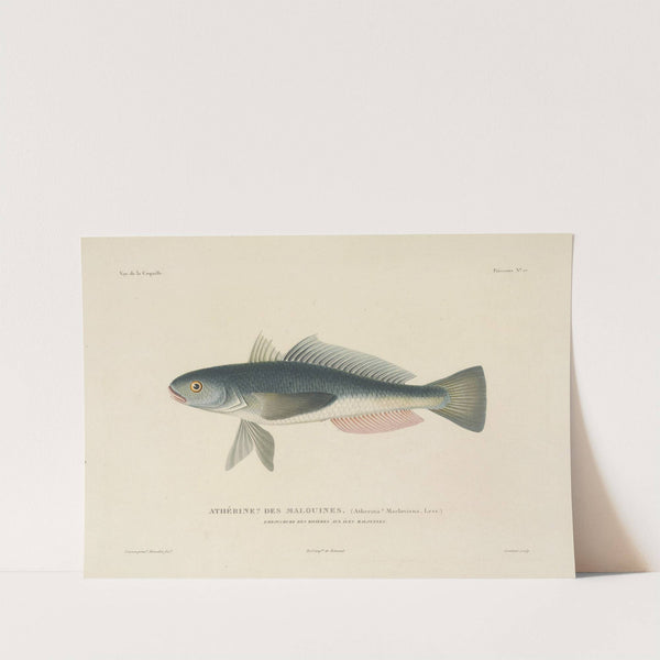 Voyage autour du monde Pl.024 by Louis-Isidore Duperrey