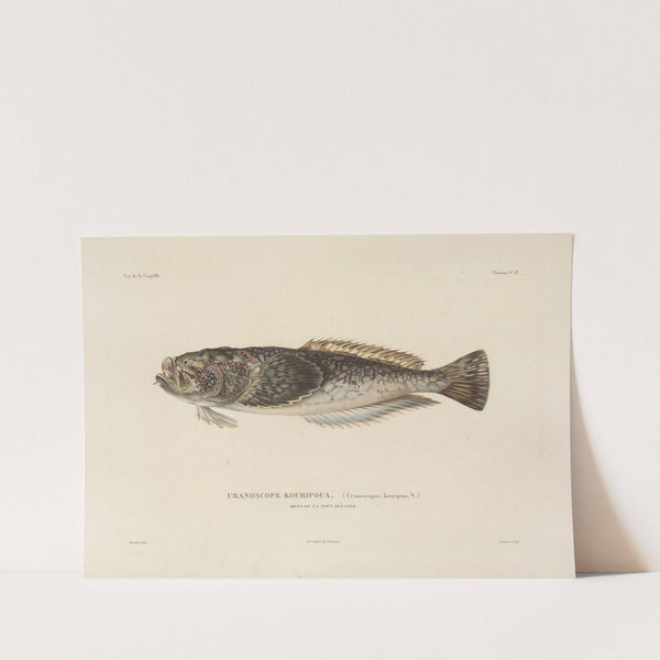 Voyage autour du monde Pl.025 by Louis-Isidore Duperrey