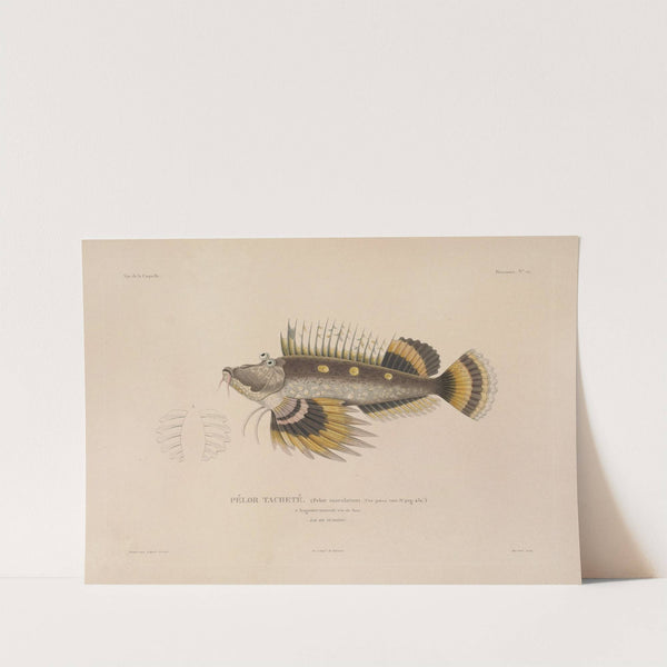 Voyage autour du monde Pl.027 by Louis-Isidore Duperrey