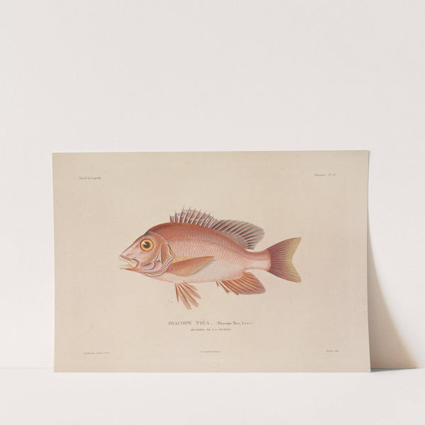 Voyage autour du monde Pl.030 by Louis-Isidore Duperrey