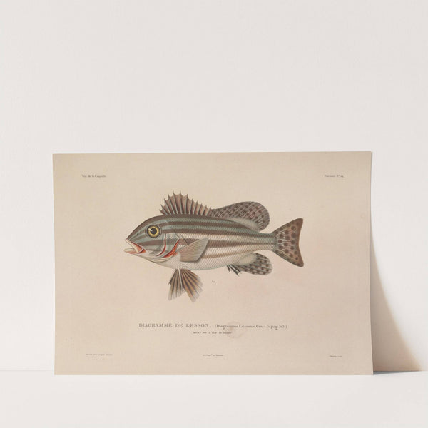 Voyage autour du monde Pl.031 by Louis-Isidore Duperrey