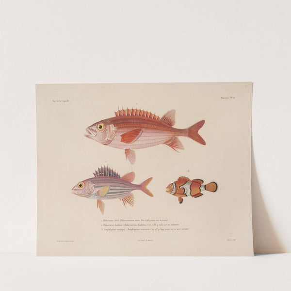 Voyage autour du monde Pl.032 by Louis-Isidore Duperrey