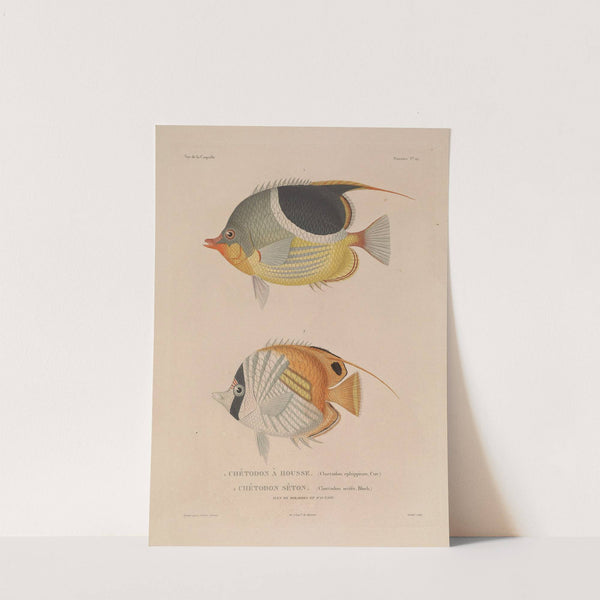 Voyage autour du monde Pl.036 by Louis-Isidore Duperrey