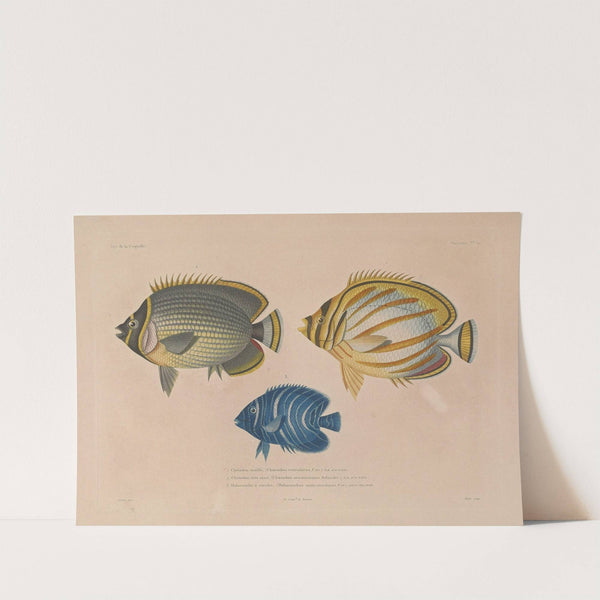 Voyage autour du monde Pl.037 by Louis-Isidore Duperrey