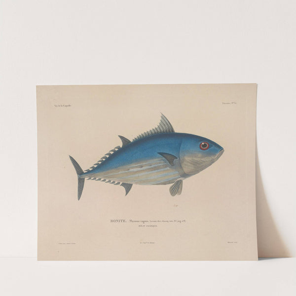 Voyage autour du monde Pl.039 by Louis-Isidore Duperrey