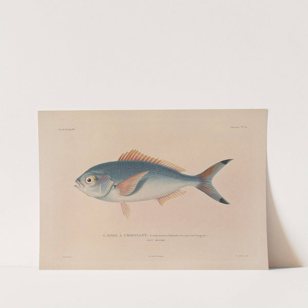 Voyage autour du monde Pl.041 by Louis-Isidore Duperrey