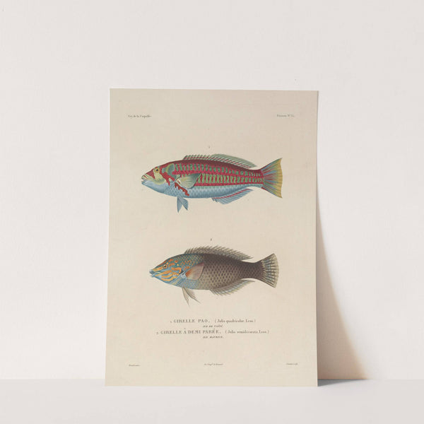 Voyage autour du monde Pl.042 by Louis-Isidore Duperrey