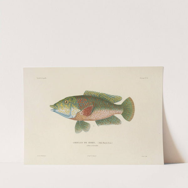 Voyage autour du monde Pl.043 by Louis-Isidore Duperrey