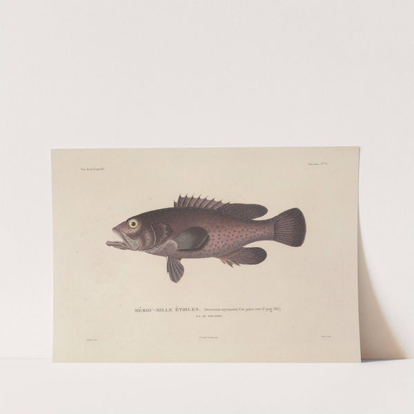 Voyage autour du monde Pl.044 by Louis-Isidore Duperrey