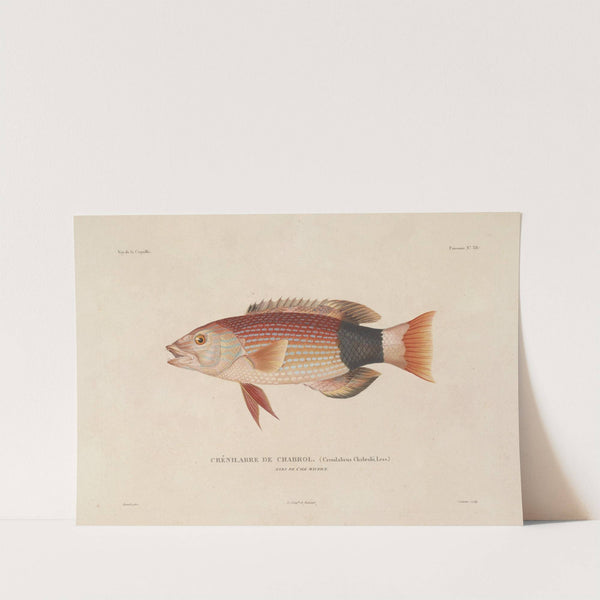 Voyage autour du monde Pl.045 (1825-1830) by Louis-Isidore Duperrey