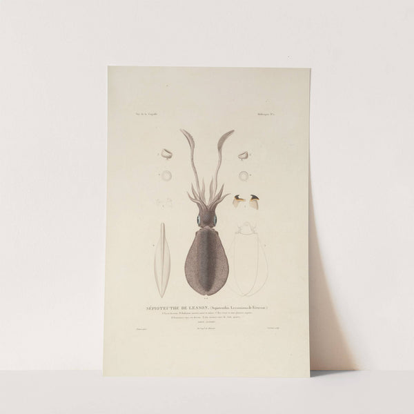 Voyage autour du monde Pl.047 (1825-1830) by Louis-Isidore Duperrey