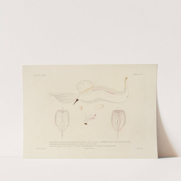 Voyage autour du monde Pl.048 (1825-1830) by Louis-Isidore Duperrey