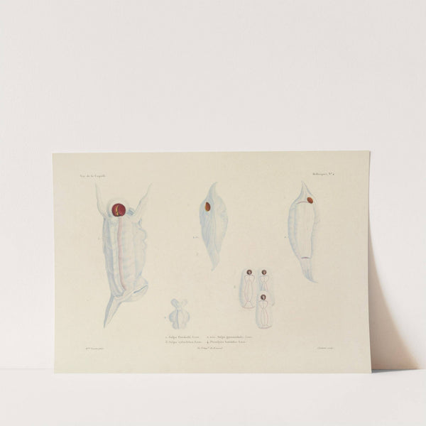 Voyage autour du monde Pl.049 (1825-1830) by Louis-Isidore Duperrey