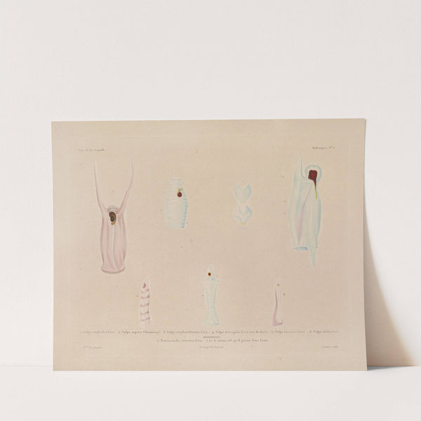 Voyage autour du monde Pl.050 (1825-1830) by Louis-Isidore Duperrey