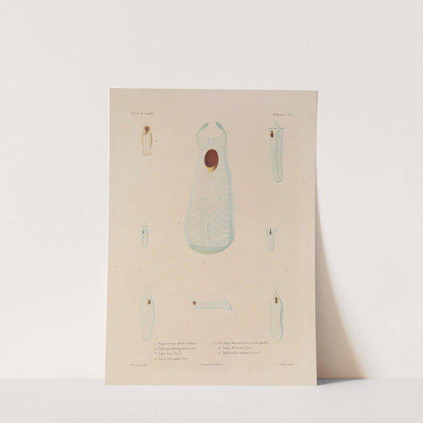 Voyage autour du monde Pl.051 (1825-1830) by Louis-Isidore Duperrey