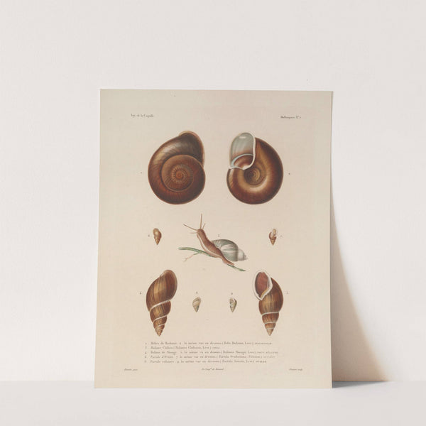 Voyage autour du monde Pl.052 (1825-1830) by Louis-Isidore Duperrey