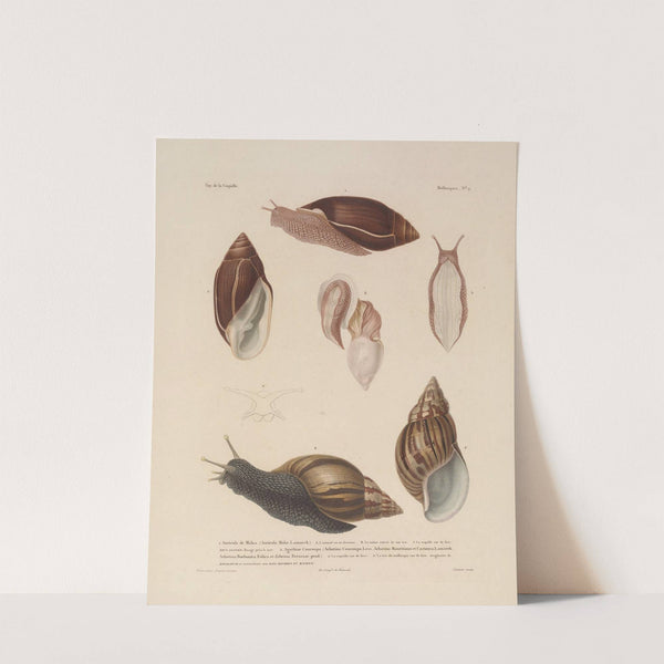 Voyage autour du monde Pl.054 (1825-1830) by Louis-Isidore Duperrey