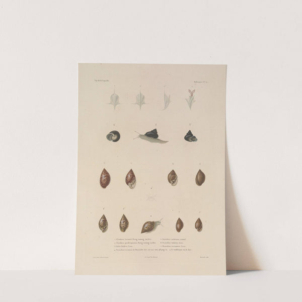 Voyage autour du monde Pl.055 (1825-1830) by Louis-Isidore Duperrey