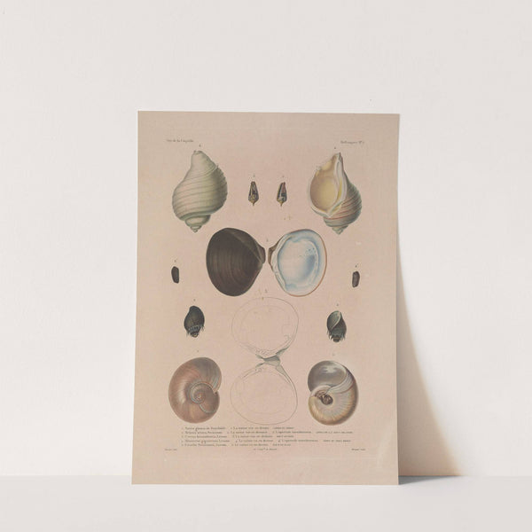 Voyage autour du monde Pl.056 (1825-1830) by Louis-Isidore Duperrey