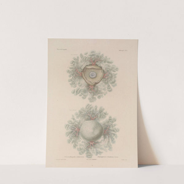 Voyage autour du monde Pl.057 (1825-1830) by Louis-Isidore Duperrey