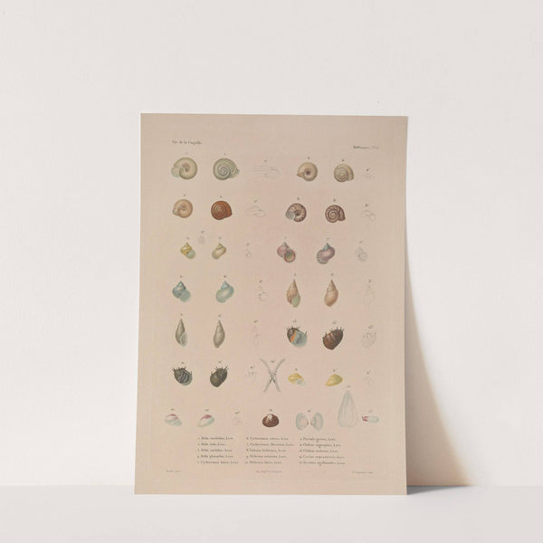 Voyage autour du monde Pl.058 (1825-1830) by Louis-Isidore Duperrey