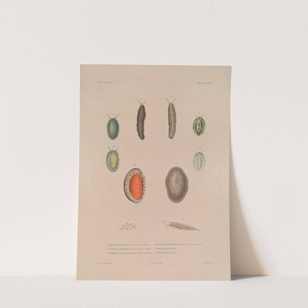 Voyage autour du monde Pl.059 (1825-1830) by Louis-Isidore Duperrey