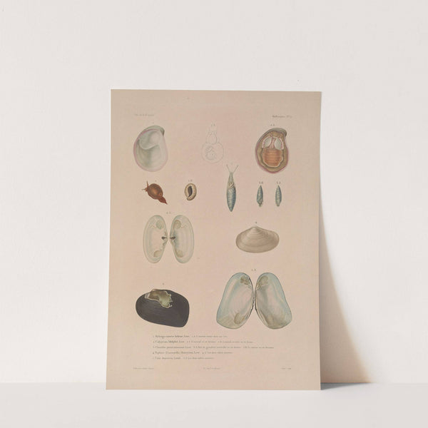 Voyage autour du monde Pl.060 (1825-1830) by Louis-Isidore Duperrey