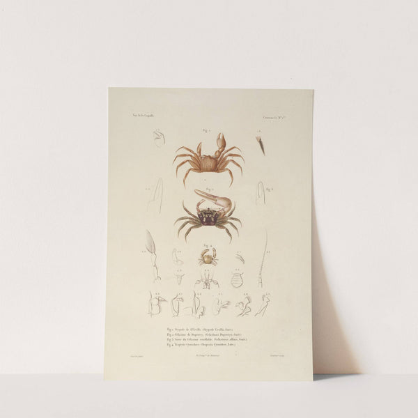 Voyage autour du monde Pl.062 (1825-1830) by Louis-Isidore Duperrey