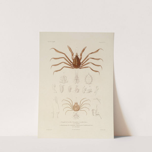 Voyage autour du monde Pl.063 by Louis-Isidore Duperrey