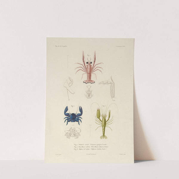 Voyage autour du monde Pl.064 by Louis-Isidore Duperrey