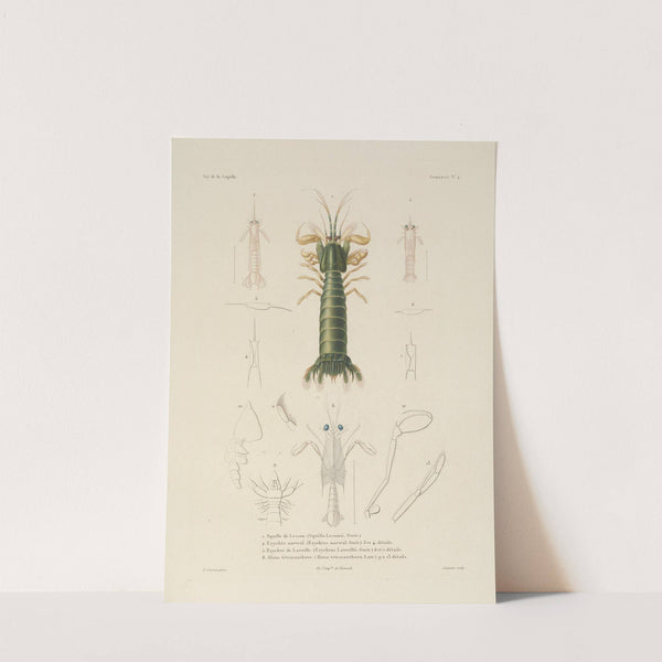 Voyage autour du monde Pl.065 by Louis-Isidore Duperrey